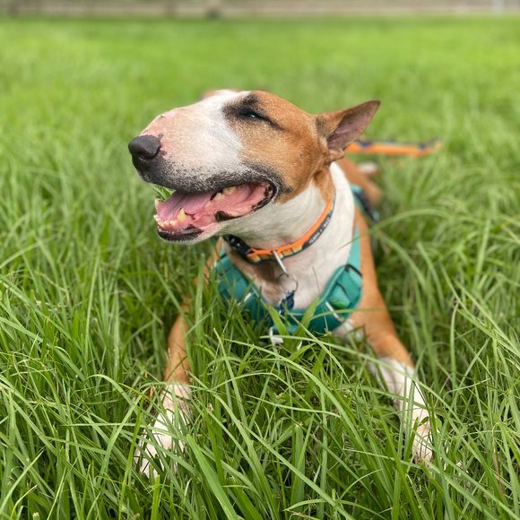 Meet your Posher, Sebastian - Picture 1 of 1